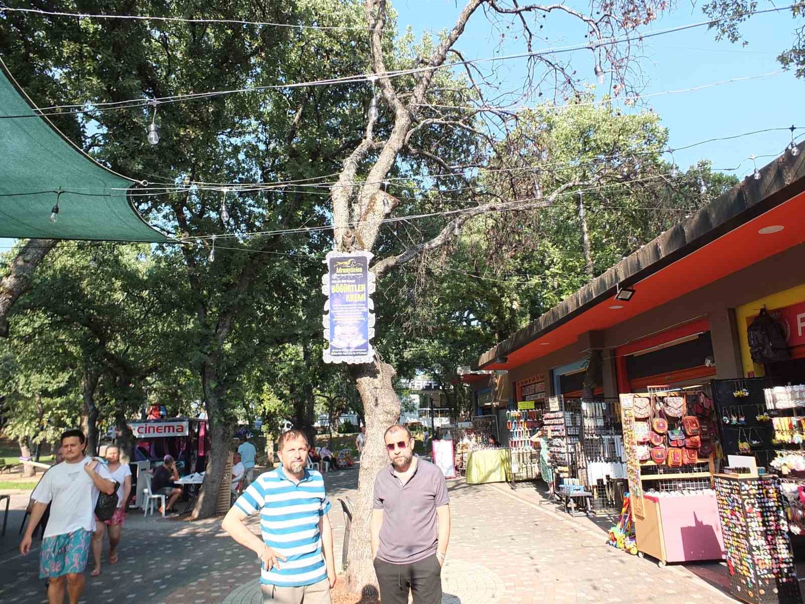 Burhaniye’ de kuruyan ağaçlar tehlike saçıyor