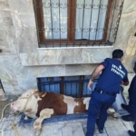 Bahçelievler’de kurbanlık boğayı kurtarma operasyonu