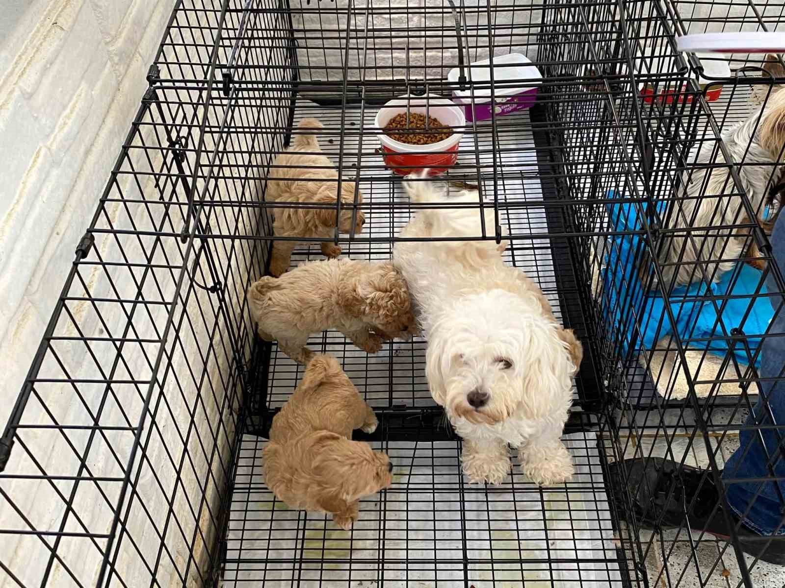 Kırklareli’nde kaçak hayvan üretilen adrese baskın