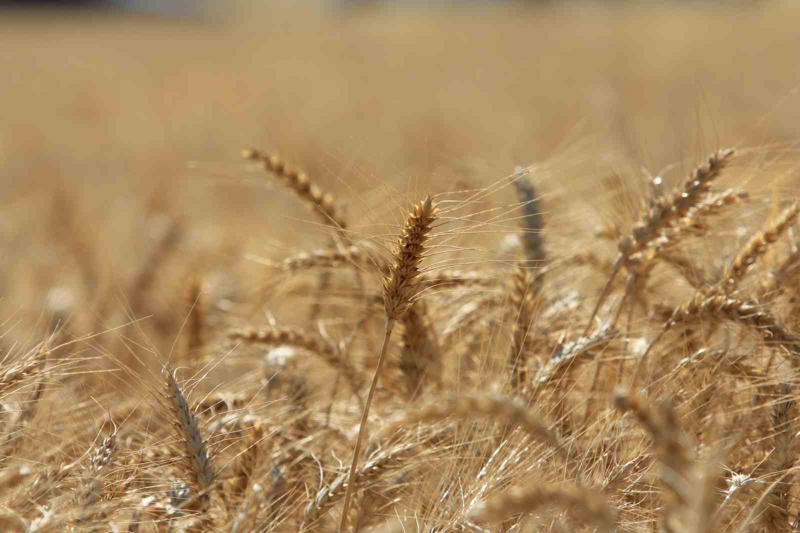 ABD Tarım Bakanlığı Türkiye buğday üretimini 16,3 milyon ton bekliyor