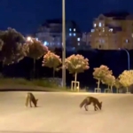 Başakşehir’de tilki sürüsü şehir merkezine indi