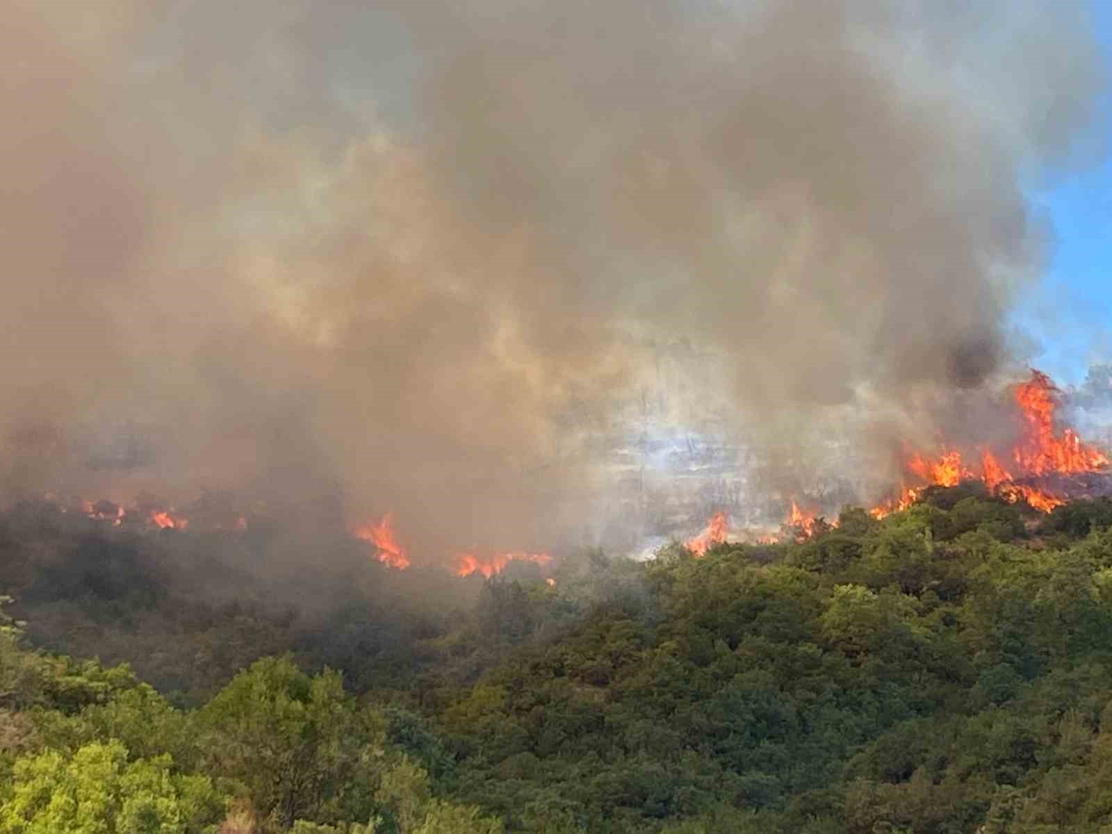 Kocaeli’de orman yangını çıktı
