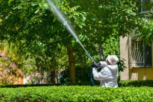 Esenyurt Belediyesi’nden ağaçlara teke böceği kalkanı