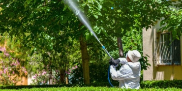 Esenyurt Belediyesi’nden ağaçlara teke böceği kalkanı