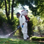 Şişli’de kene ve sineklere karşı etkin mücadele