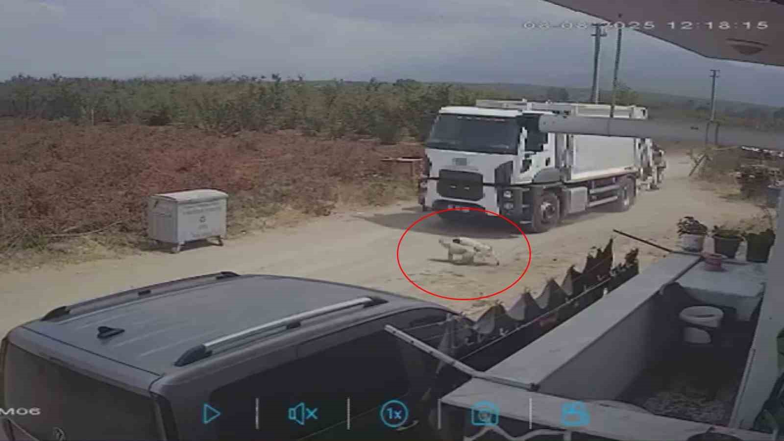 Oyun oynarken yola fırlayan iki köpek çöp kamyonunun altında kaldı