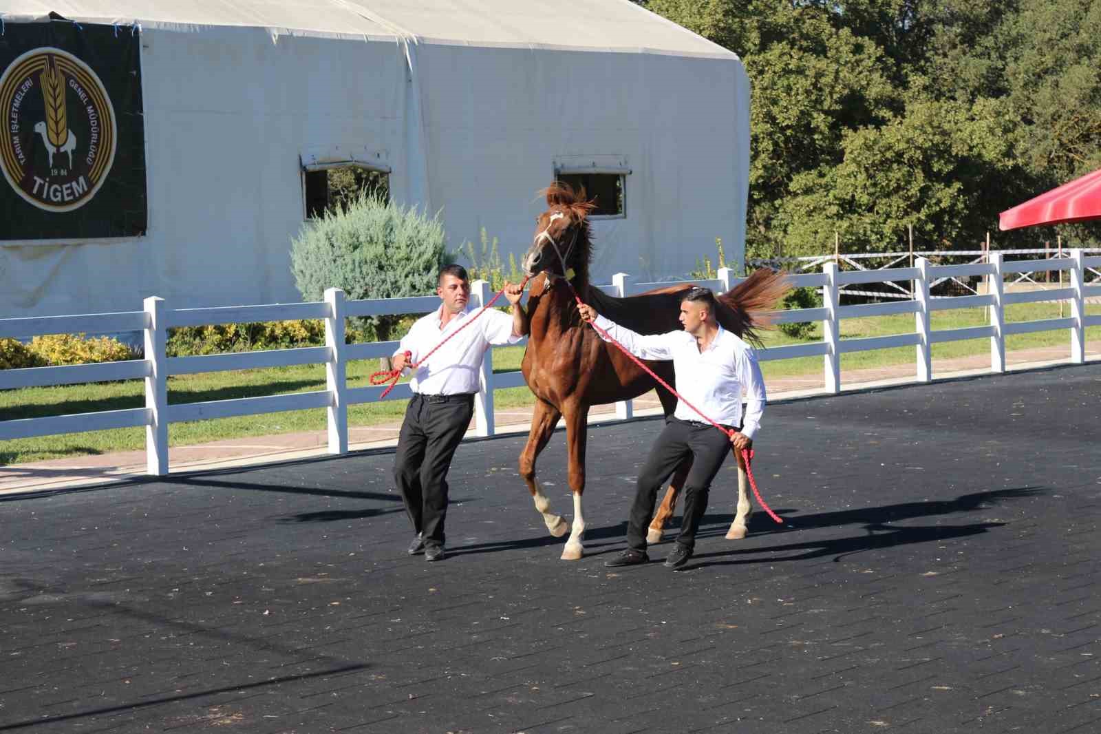 58 tay 25 milyon liraya satıldı