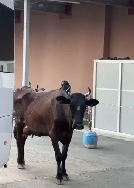 Tekirdağ’da hastaneye gelen inek gülümsetti