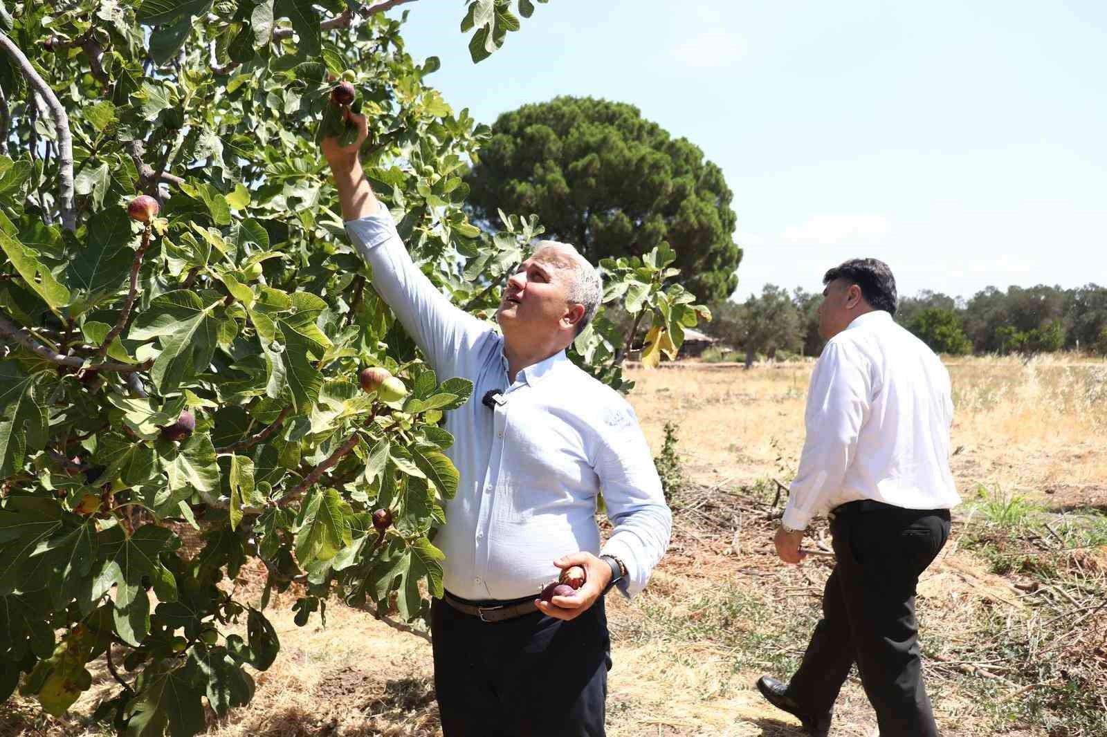 Zeytinlikler arasındaki ’bal’lı lezzet: Havran siyah inciri