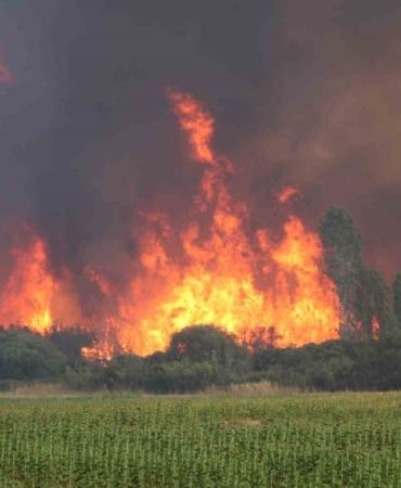 Yangınlara karşı keçi çözümü