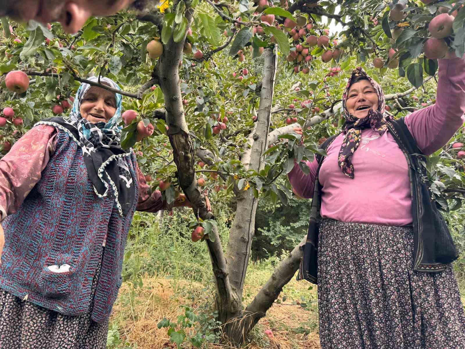 Yalova’da Dereköy elması üreticisinin yüzünü güldürdü