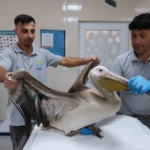 Büyükçekmece’de göç yolculuğunda yaralanan pelikana ilk müdahale yapıldı