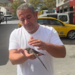 Beyoğlu’nda taksici bitkin halde bulduğu ebabil kuşunu korumaya aldı