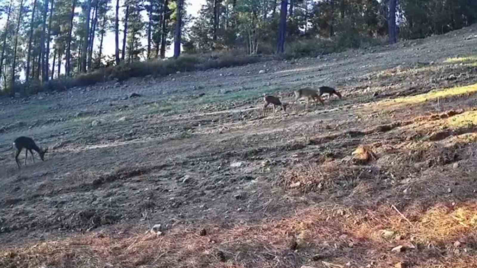 Karaca ailesi Ganos Dağları’nda fotokapana takıldı