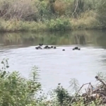 Yaban domuzları Meriç Nehri üzerinden Yunanistan’a geçti