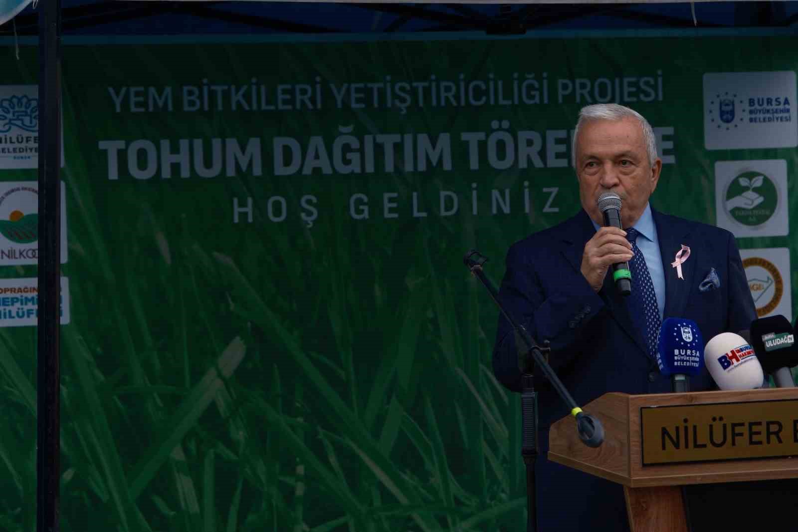 Bursa’da büyükbaşlar İtalyan çimi ile beslenecek