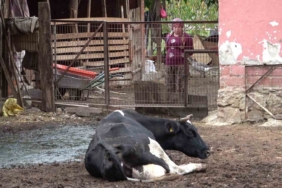 Şapa karşı en radikal koruma aşı: Aşılamayı ihmal etmeyin