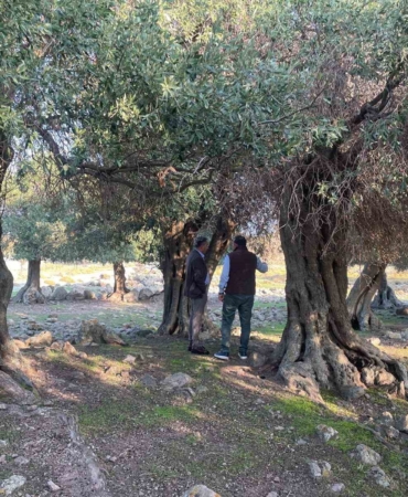 Yüzlerce yıldır İspanya ve İtalya’dan sonra sadece Gökçeada’da yetişiyor