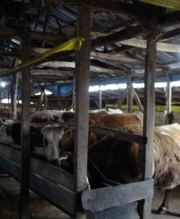 Şile’de şap alarmı: 3 köy karantinada, 18 mahalle gözetim altında