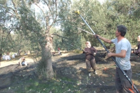 Balıkesir’de makineli hasat zeytinde verimi artırıyor