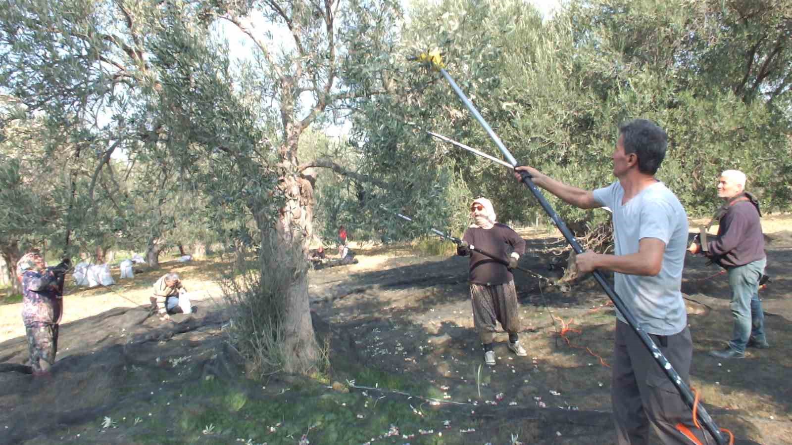 Balıkesir’de makineli hasat zeytinde verimi artırıyor