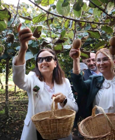 Yalova’nın coğrafi işaretli meyvesi kivide hasat sevinci
