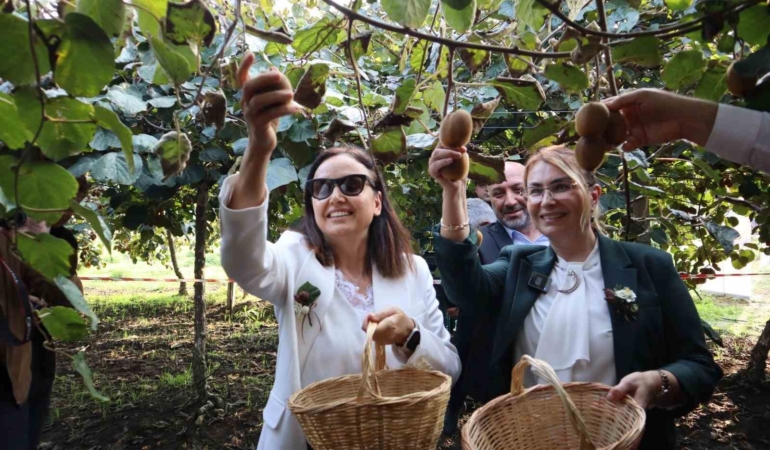 Yalova’nın coğrafi işaretli meyvesi kivide hasat sevinci