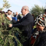 Çanakkale’de protokol ile zeytin hasadı