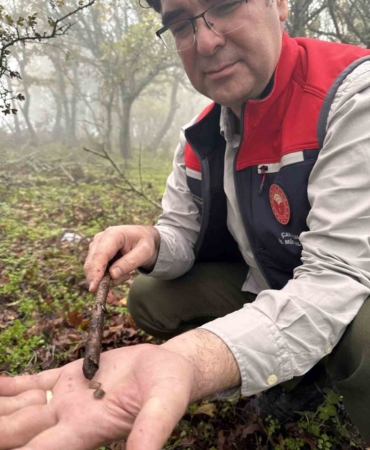 Çanakkale’de hububat zararlısı süneye geçit yok