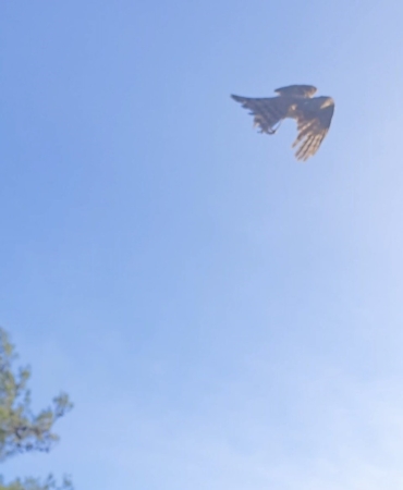 Yaralı atamaca tedavisi ardından yeniden doğal ortamında