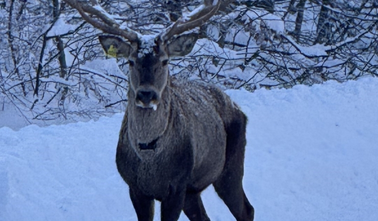 Beyaza bürünen doğada kızıl geyik sürprizi