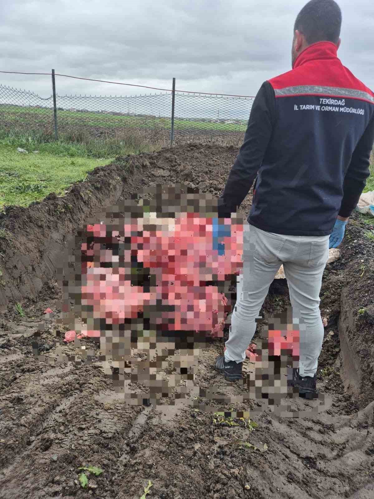 Tekirdağ’da 1 ton menşei belirsiz hayvansal ürün imha edildi