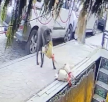 Kokina hırsızı sevimli köpek kameraya yakalandı