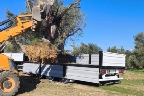 Zeytin ağacı taşıyacaklara önemli uyarı: "İzinsiz işleme ceza var"