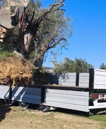 Zeytin ağacı taşıyacaklara önemli uyarı: "İzinsiz işleme ceza var"