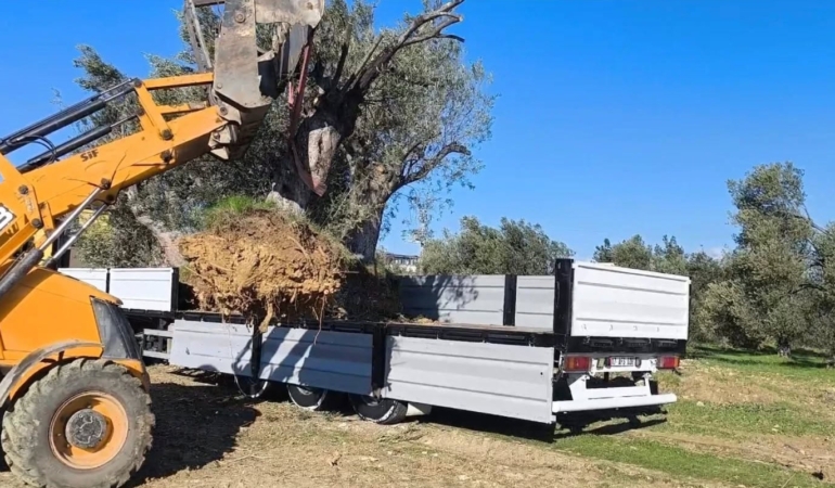 Zeytin ağacı taşıyacaklara önemli uyarı: "İzinsiz işleme ceza var"