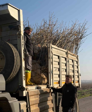Bandırma’nın 55’inci kırsal mahallesinde 350 ağaç toprakla buluştu