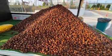 Kestane sezonu açıldı: Kilosu 175 lira