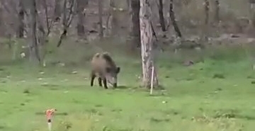 Yaban domuzu da üniversiteli oldu