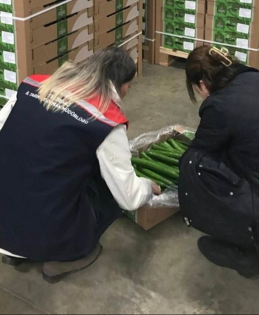 Çorlu’dan Hollanda’ya salatalık ihracatı