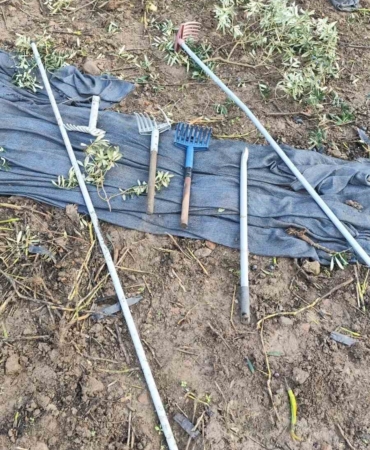 Zeytinleri dalından çaldılar