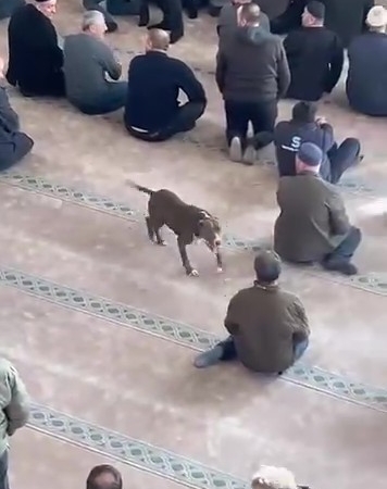Camiye giren pitbull tedirginliğe neden oldu