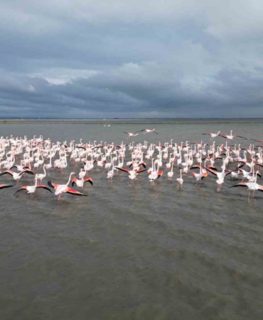 Enez Gala Gölü flamingolara ev sahipliği yapıyor