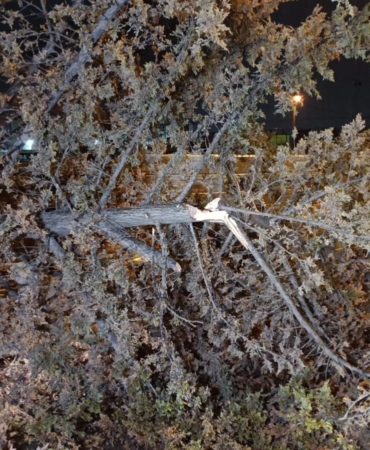 İnegöl’de rüzgarın etkisiyle ağaç devrildi