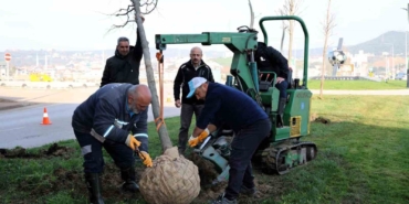 Tramvay çalışmasında sökülen ağaçlar yeni yerlerinde hayat bulacak