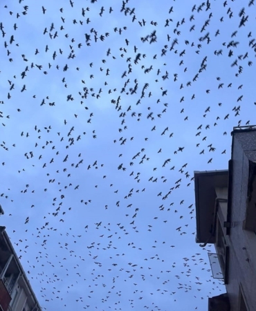 Tekirdağ semalarında kargaların görsel şöleni