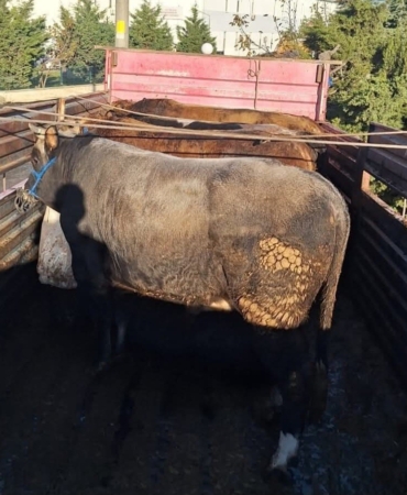 Tekirdağ’da kaçak hayvan sevkiyatına 102 bin lira ceza