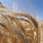 Kuraklık arpa ekimini artırdı