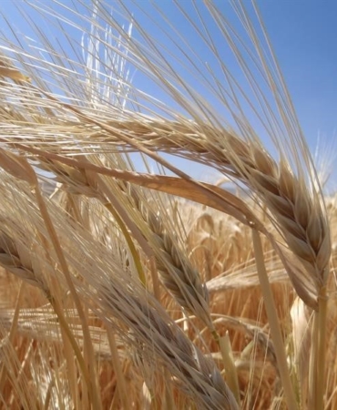 Kuraklık arpa ekimini artırdı