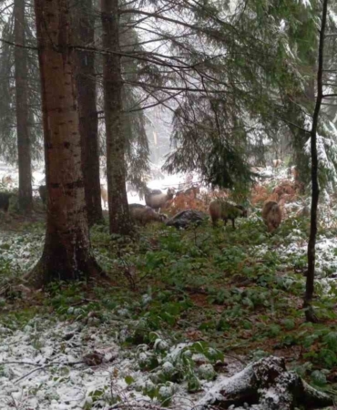 Sakarya’nın yüksek kesimleri beyaz örtüyle kaplandı